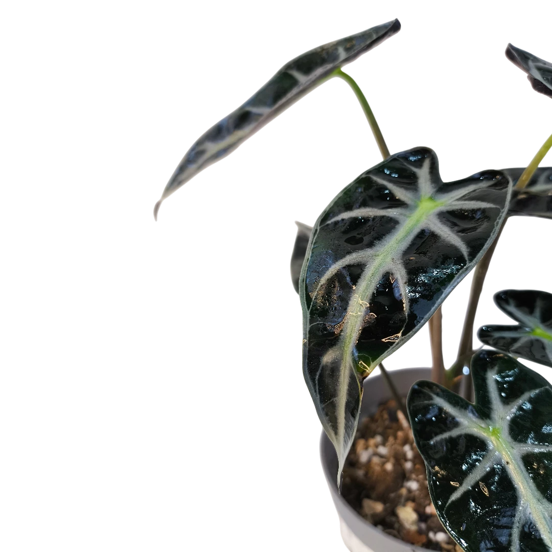 Алоказия Бамбино / Alocasia Bambino/Arrow купить