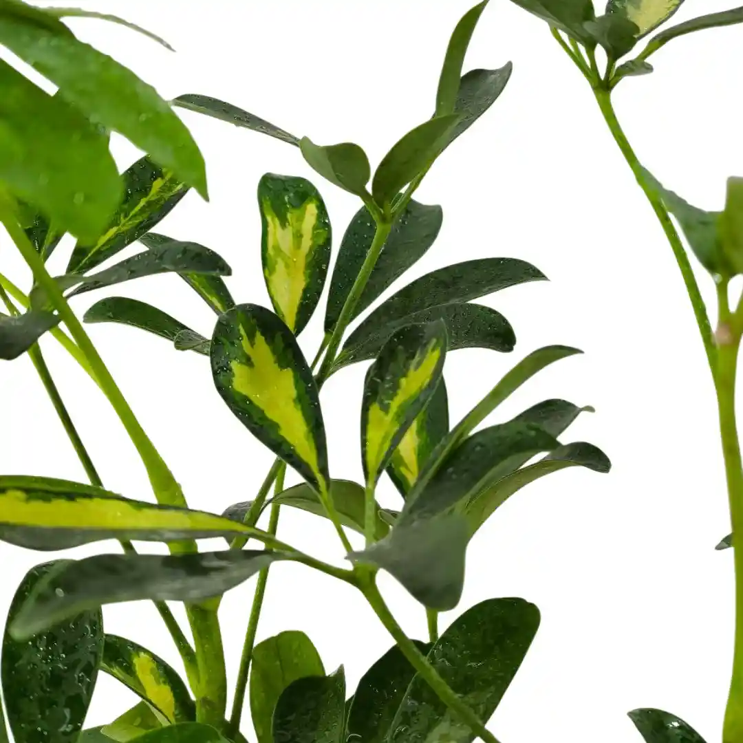 Шеффлера зеленая / Schefflera "Green" купить
