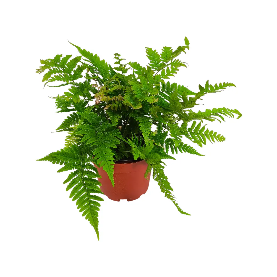 Щитовник красносорусовый / Dryopteris erythrosora купить