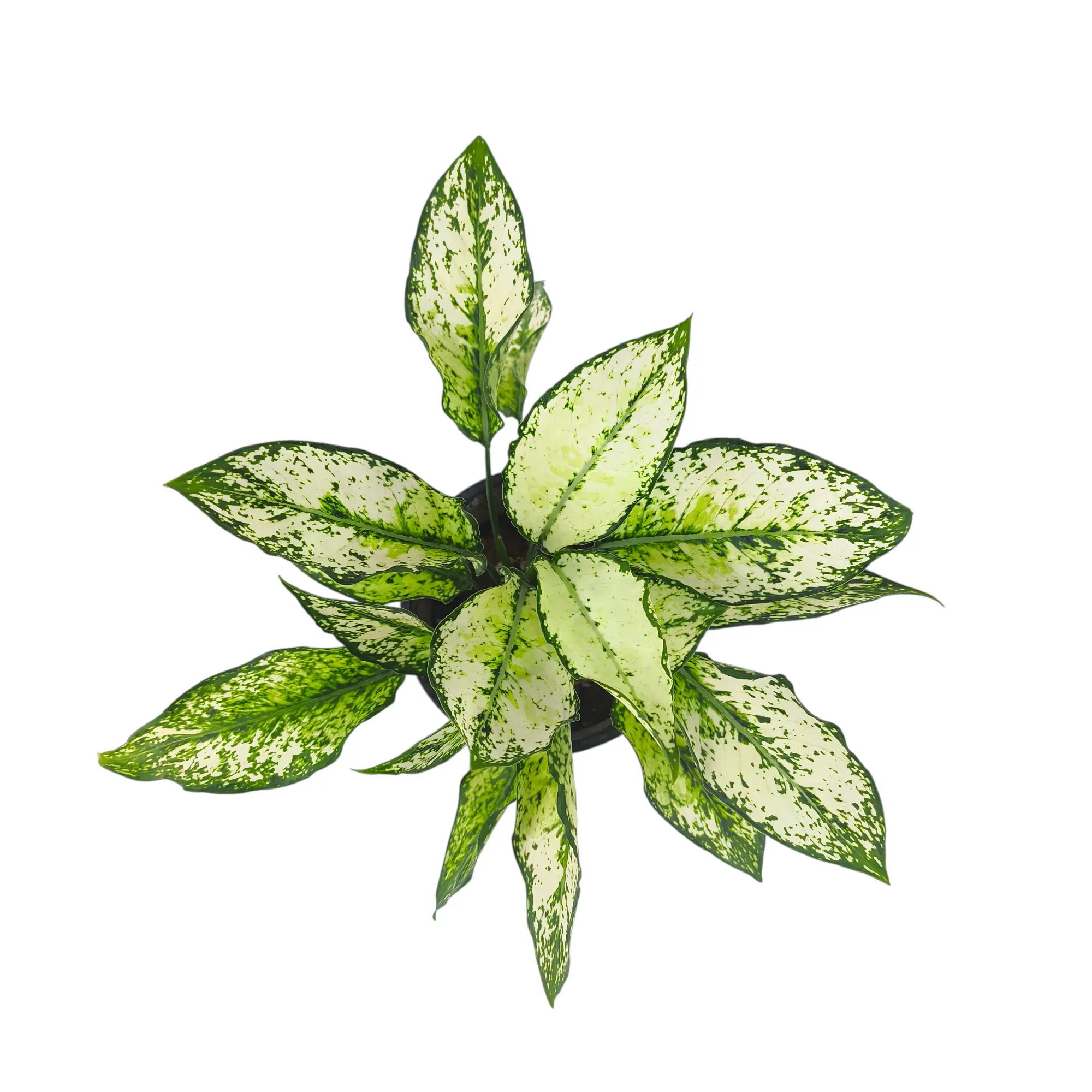 Аглаонема Вайт Мун /Aglaonema White Mun купить