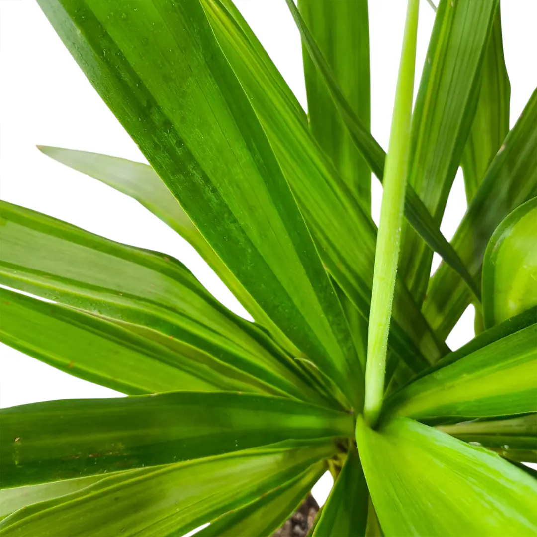 Юкка вариегатная / Yucca Variegata купить