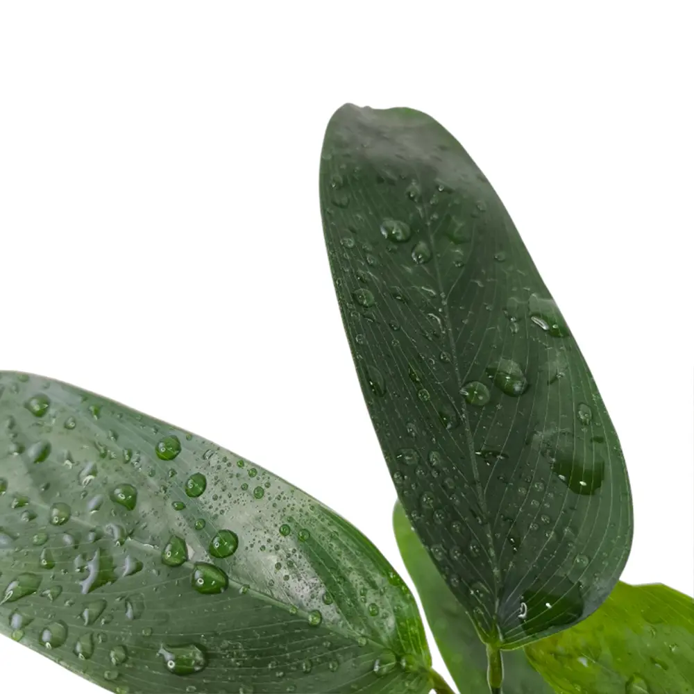 Ктенанта setosa "Green Flag" купить