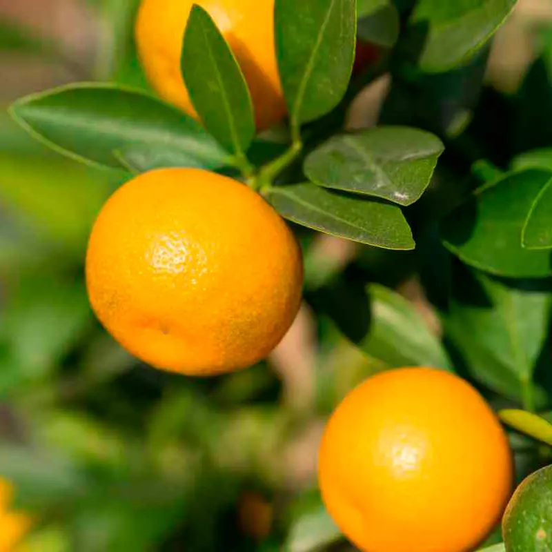 Кумкват японика Маруми / Kumquat Marumi — цитрусовое растение, детальное фото
