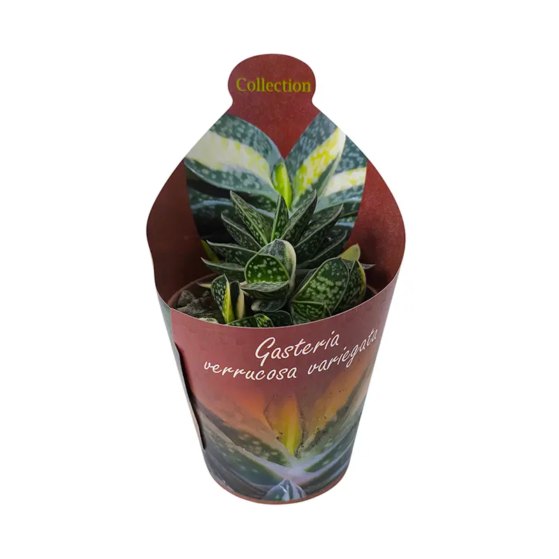 Гастерия Веррукоза Вариегата / Gasteria Verrucosa Variegata Potcover купить