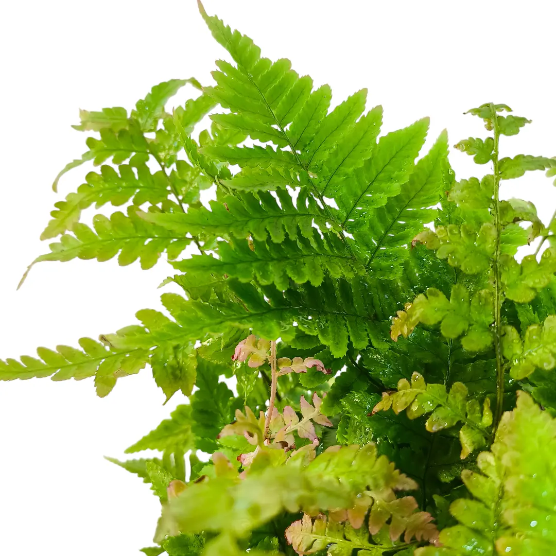 Щитовник красносорусовый / Dryopteris erythrosora купить