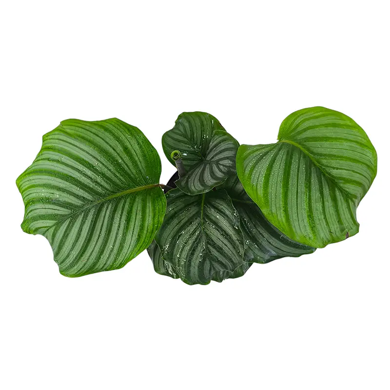Калатея Орбифолия/ Calathea Orbifolia купить