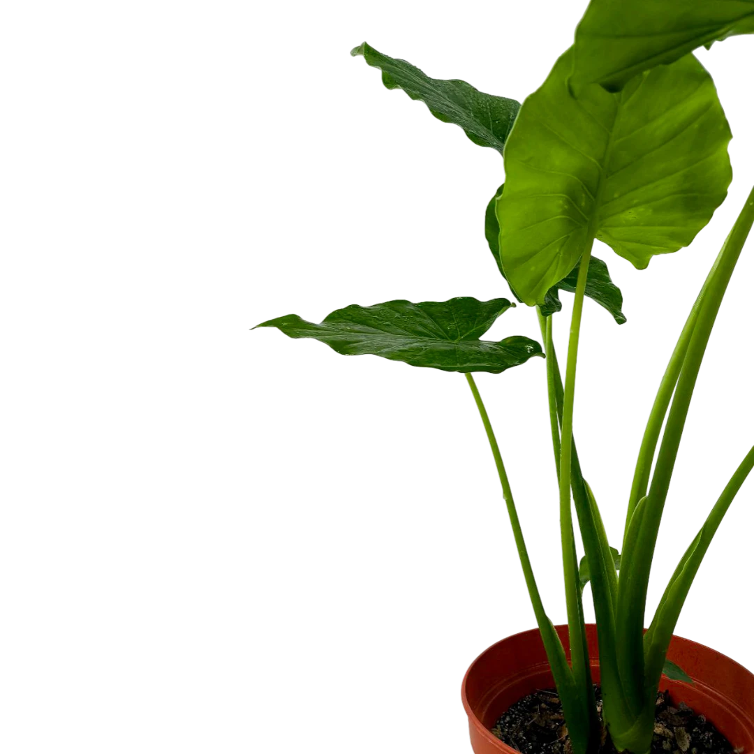 Алоказия Гигант/Alocasia macrorhizos купить