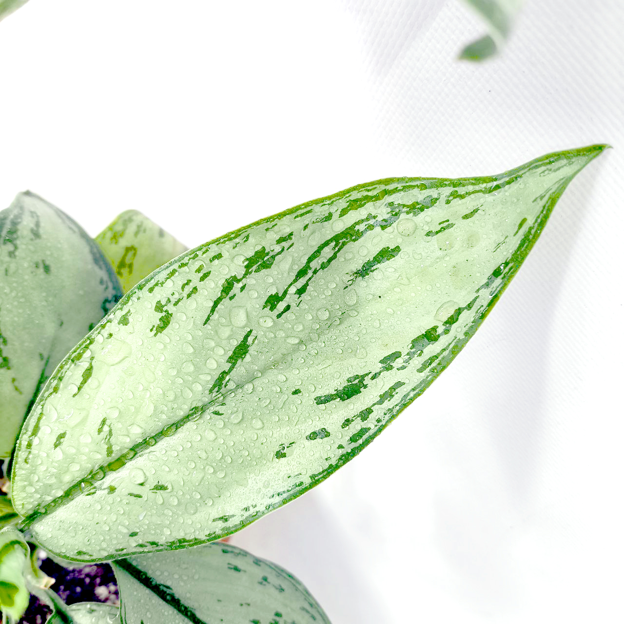 Аглаонема Сильвер Квин / Aglaonema Silver Queen купить