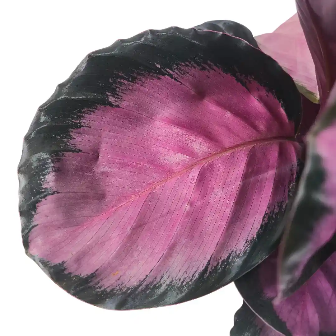 Калатея Розеопикта / Calathea Roseopicta купить