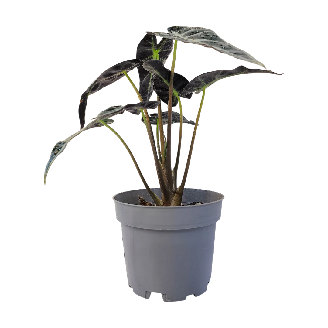 Алоказия Бамбино / Alocasia Bambino/Arrow купить