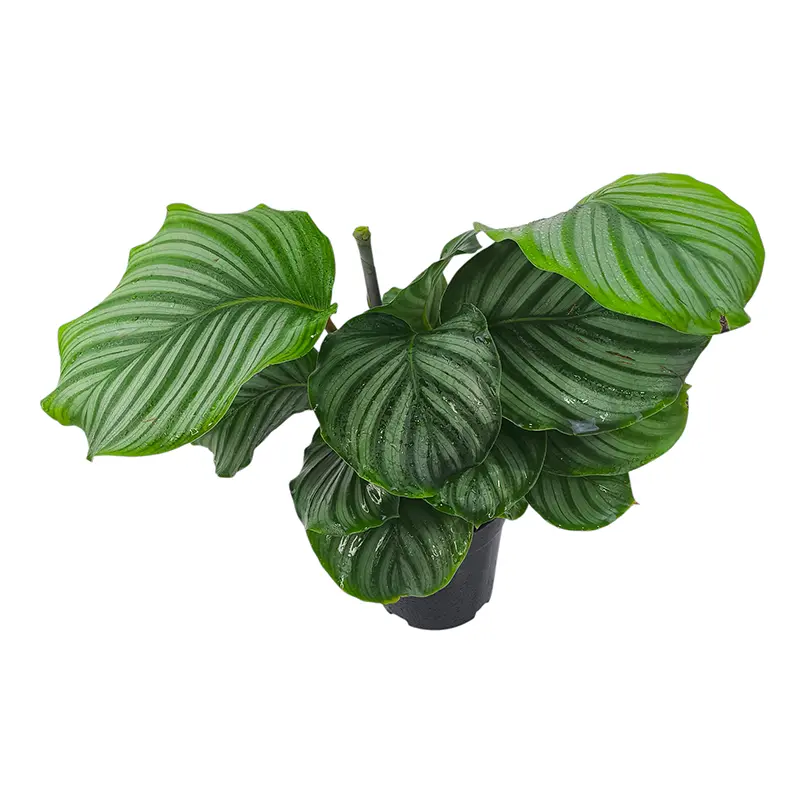 Калатея Орбифолия/ Calathea Orbifolia купить