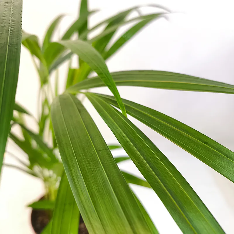 Арековая пальма (Dypsis lutescens) купить