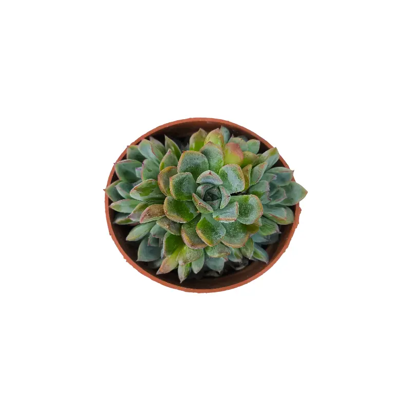 Эхеверия Апус / Echeveria Apus купить