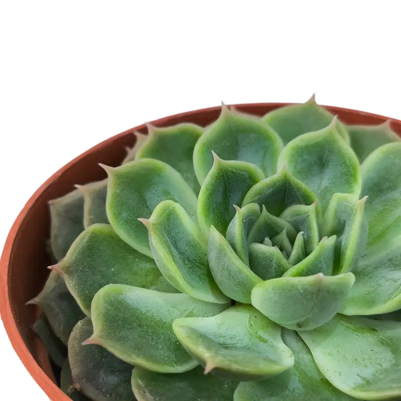 Эхеверия Онслоу /  Echeveria Onslow купить