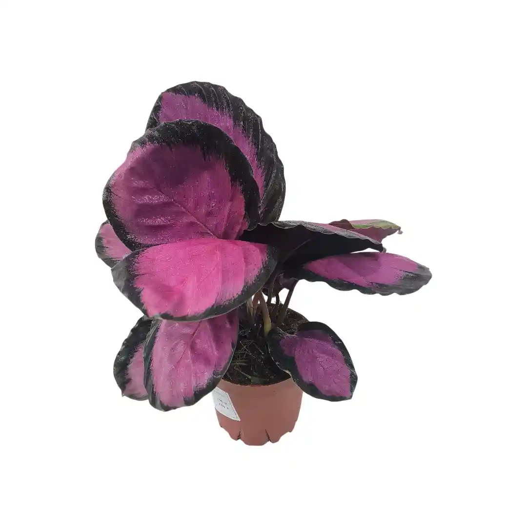 Калатея Розеопикта / Calathea Roseopicta купить