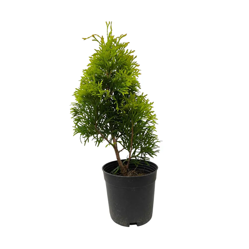 Туя Янтарь / Thuja Gold Jantar купить