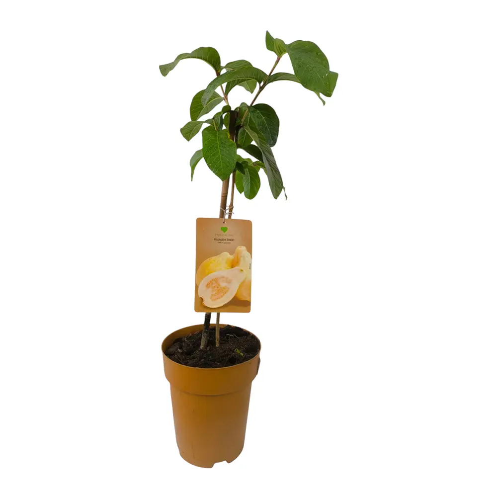 Гуава, псидиум Лимонная / Psidium guajava Lemon