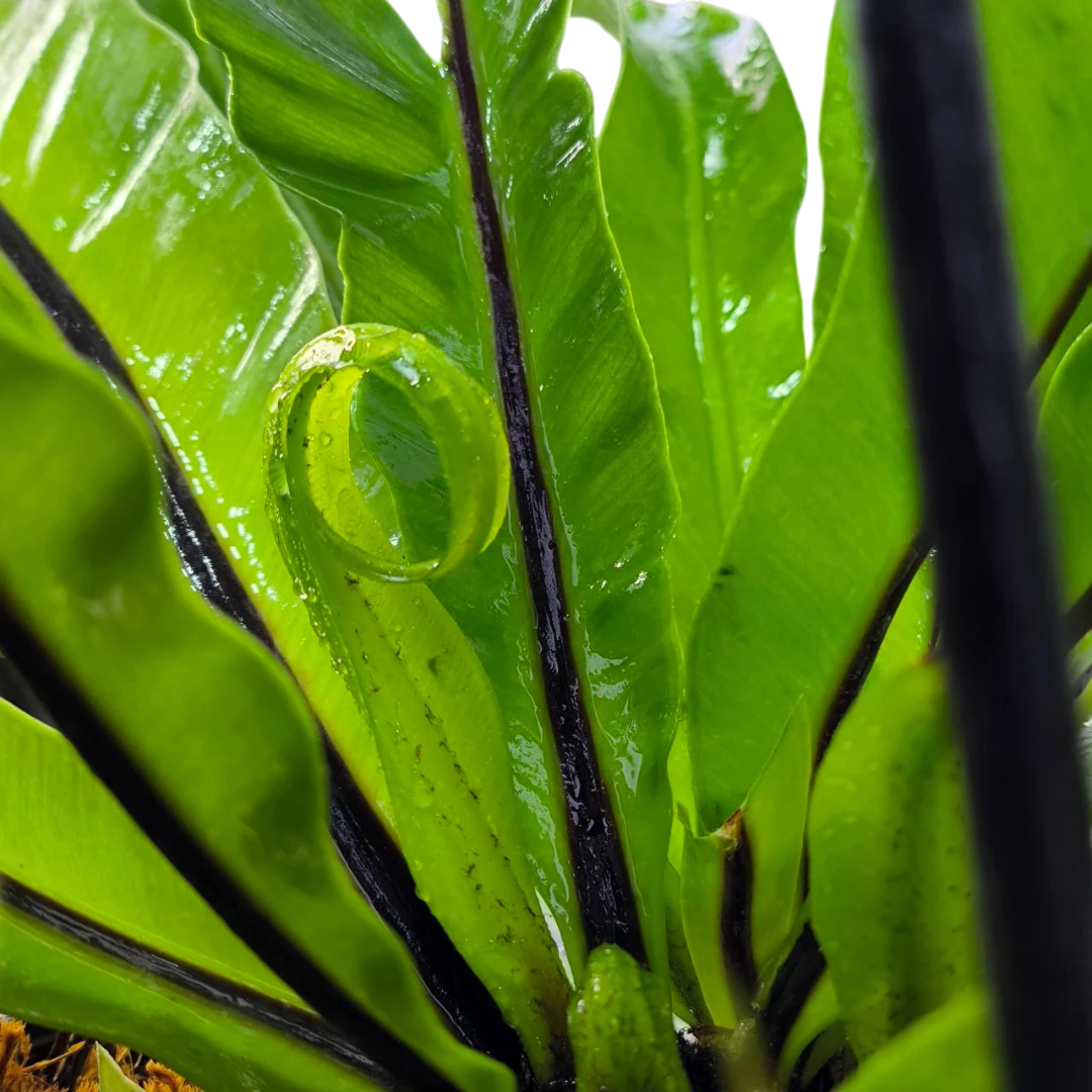 Асплениум / Asplenium Antiquum купить
