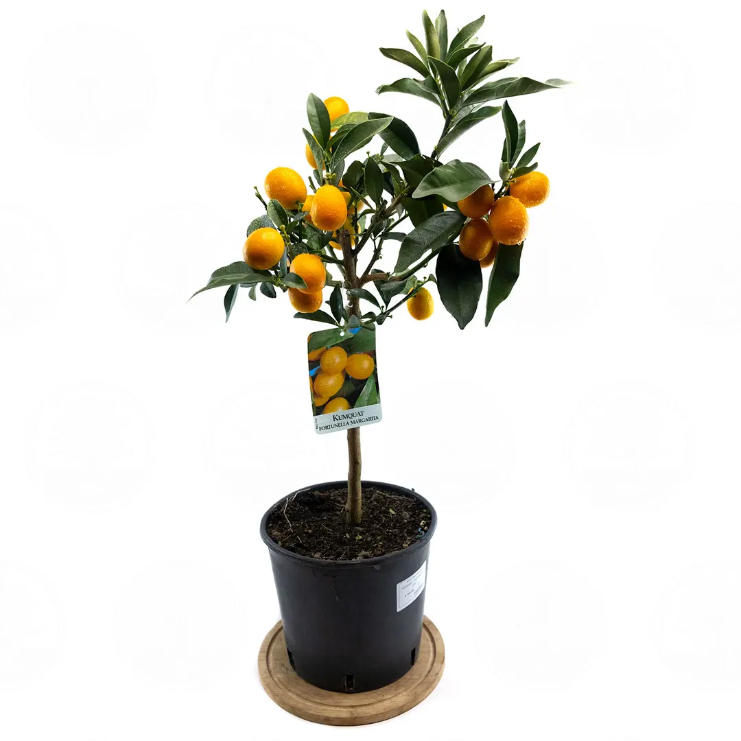 Кумкват Маргарита Биг / Kumquat Margarita Big — цитрусовое растение, детальное фото
