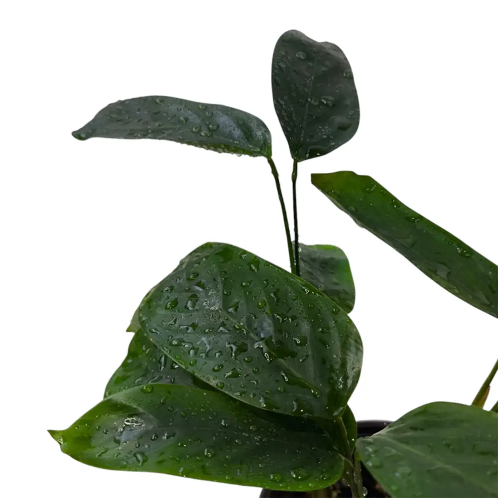 Ктенанта setosa "Green Flag" купить