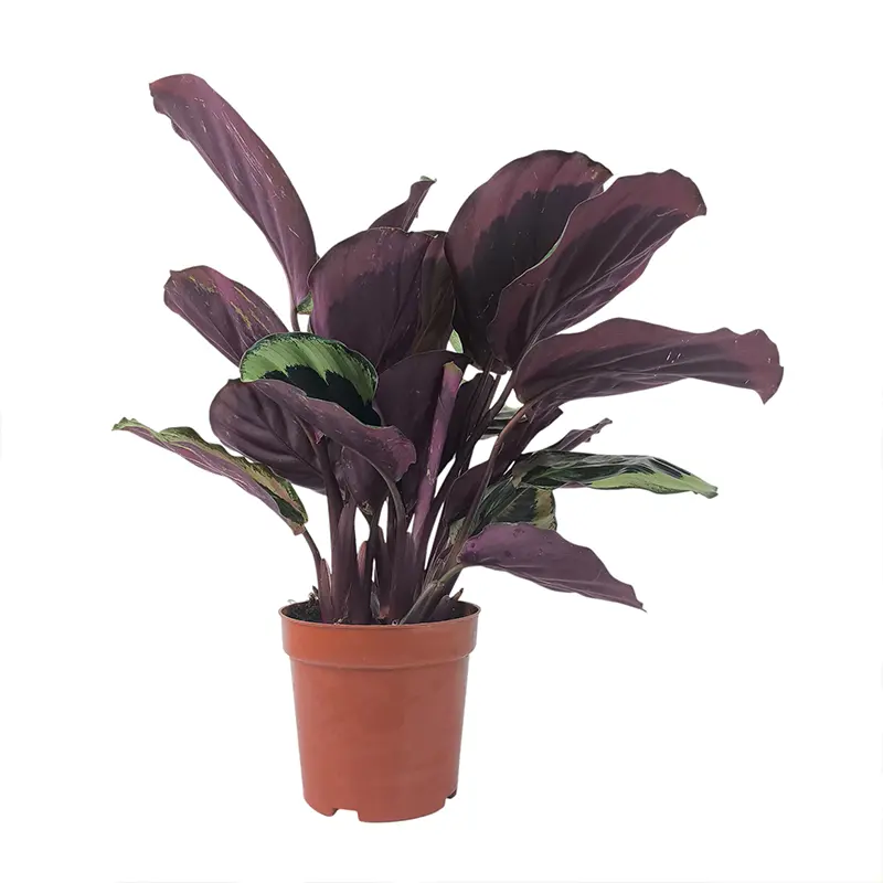 Калатея Розеопикта Грин / Calathea Roseopicta Green купить