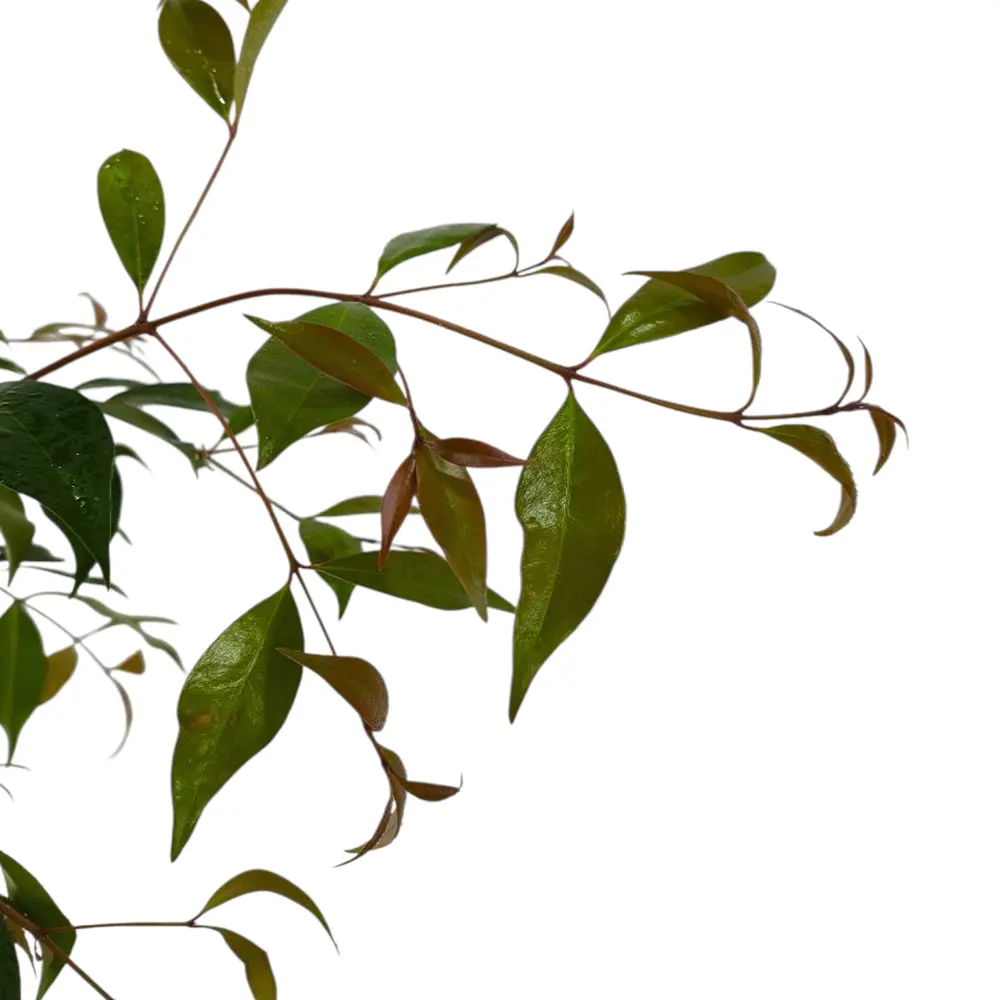 Гуава Земляничная / Psidium cattleyanum