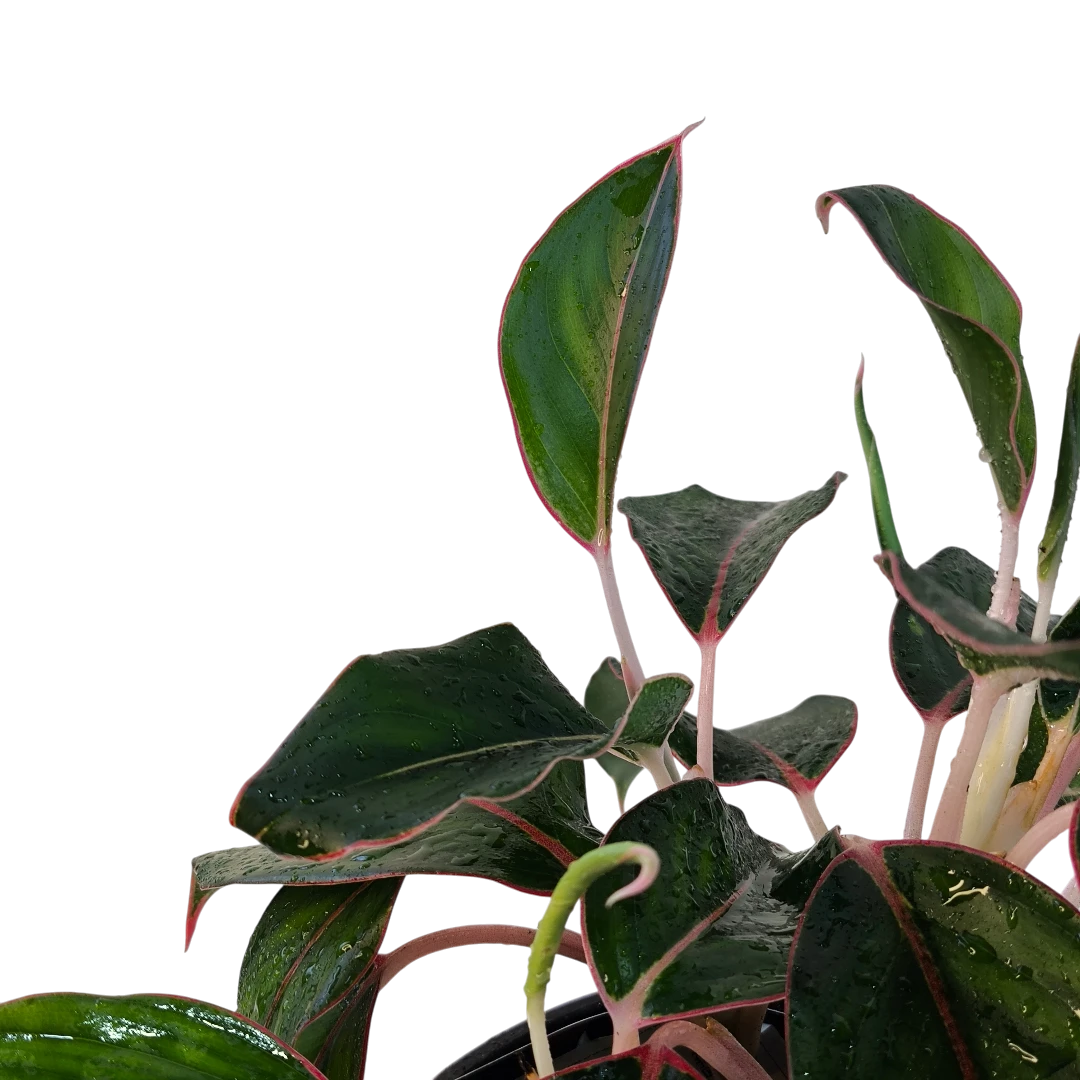 Аглаонема Сапфир / Aglaonema Sapphire, Sapphire Suzanne купить