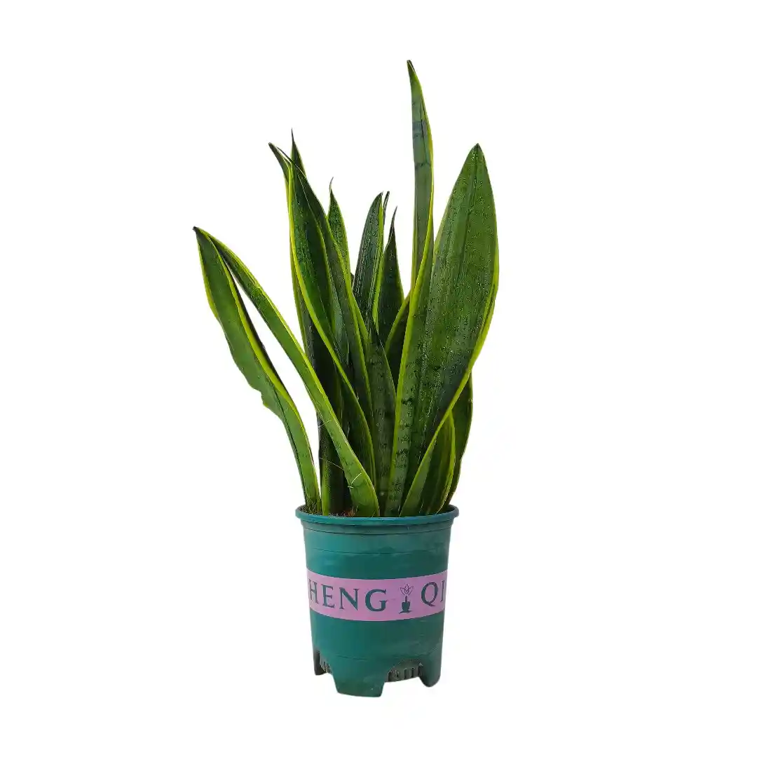 Сансевиерия Уайт Тайгер/ Sansevieria White Tiger купить