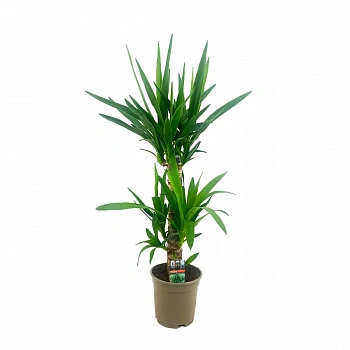 Юкка слоновая 2 ствола / Yucca Elephantipes