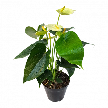Антуриум Андрианум Ванилла / Anthurium andraeanum Vanilla