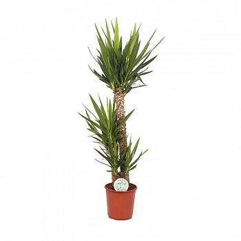 Юкка / Yucca