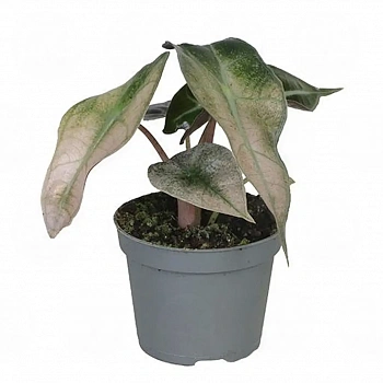 Алоказия 'Polly Variegata'