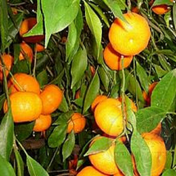 Мандарин Авана Тардиво ди Чичули / Mandarin Avana Tardivo di Ciaculli нуцелярный — цитрусовое растение, фото
