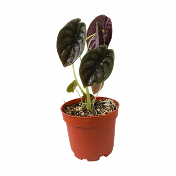 Алоказия Купера Ред Секрет / Alocasia Cuprea Red Secret