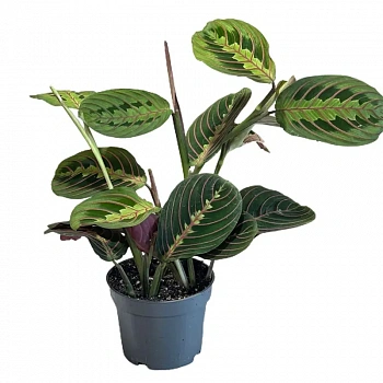 Маранта Leuconeura mini Red Stripe
