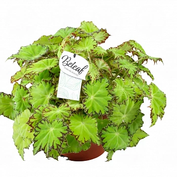Бегония BELEAF LIMA LOVE