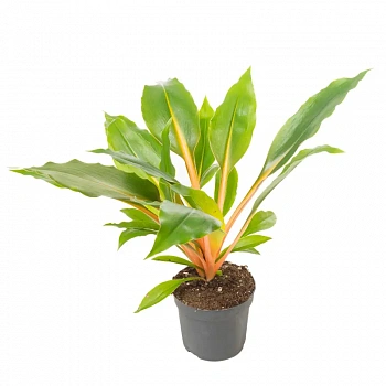 Хлорофитум orchidastrum Green Orange