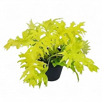 Филодендрон Селоум /Philodendron bipinnatifidum, Selloum