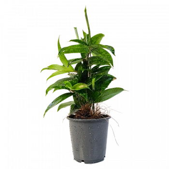 Драцена Суркулоза Флорида Бьюти / Dracaena surculosa Florida Beauty