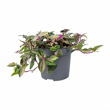 Традесканция  квадриколор / Tradescantia fluminensis Quadricolor
